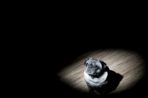 Pug dog in spotlight.